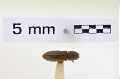 Foto (Dorsalansicht) von Tetralimonius definitus (NHMW-ZOO-COL-0008617)
